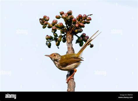 Common Tailorbird Sundarbans Bangladesh Stock Photo Alamy