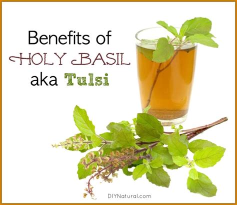 Tulsi And Holy Basil Benefits Everything You Need To Know