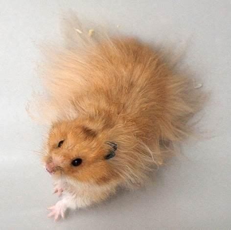 Always consult a veterinarian if you notice these or other signs of illness. syrian teddy bear hamster - I recommend anyone getting a ...