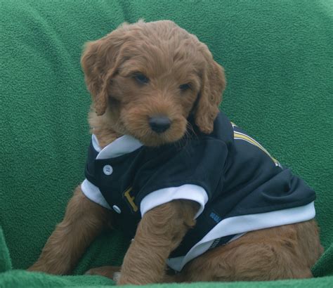All of our puppies are handled on a daily basis.they are groomed on a grooming table and everything your pup will need to know for a professional groomer he will learn before he turns 8 weeks. Goldendoodle Puppies For Sale | New Castle, PA #307143