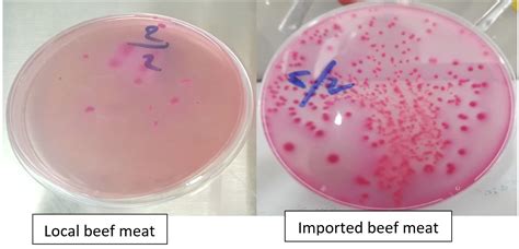 Detection Of Escherichia Coli From Imported And Local Beef Meat In