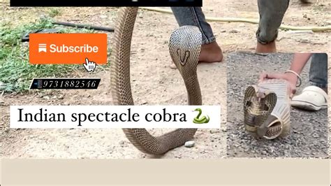 ನಗರ ಹವ Indian spectacle Cobra snake karanataka india