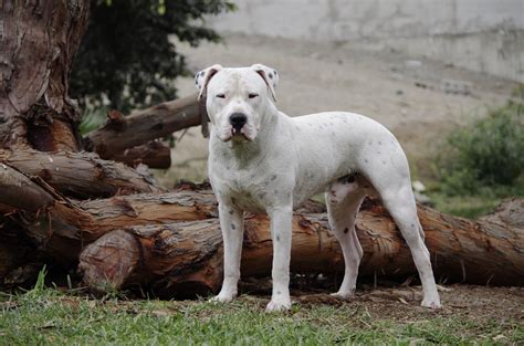 Todo Sobre El Perro Dogo Argentino Precios Tipos Carácter Cuidados