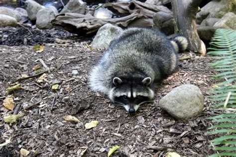 Raccoon Free Stock Photo Public Domain Pictures