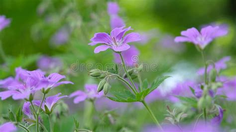Purple Flowers On A Green Background Forest Geraniums In The Summer In
