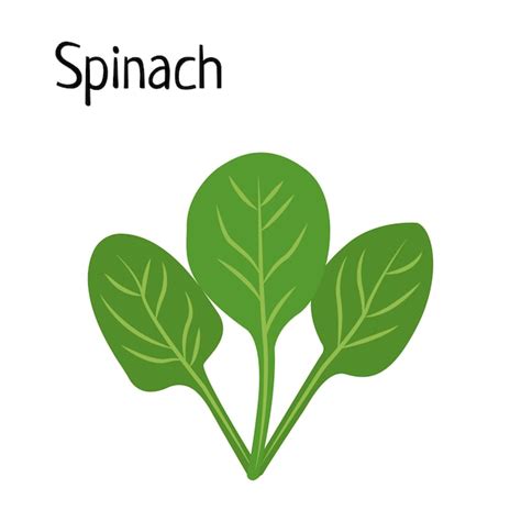 Aggregate More Than 81 Spinach Drawing Easy Super Hot Vn