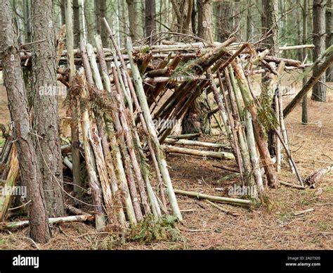 Handmade Shelter Made From Pine Branches Stacked Vertically Next To The