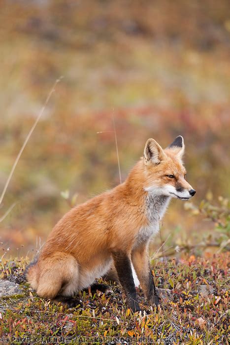Red Fox Autumn Tundra