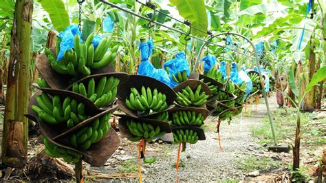 How To Banana Harvesting Cableway Banana Processing In Factory