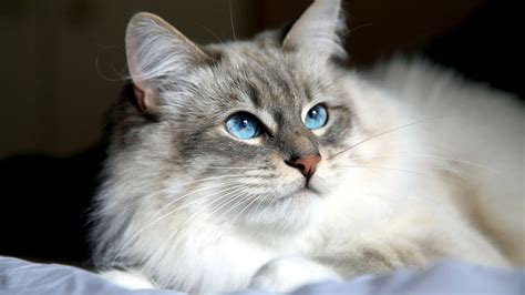 Как определить что котенок сибирской породы
