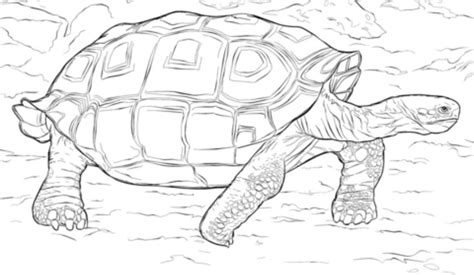 un dibujo de Galápagos fácil y bonito tengo q dibujar porfa ayuda