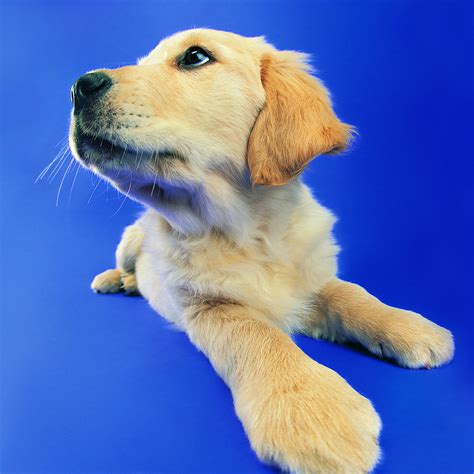 We are use positive reinforcement methods that work! Puppy Training Classes in Southbridge, MA • Pack of Paws ...