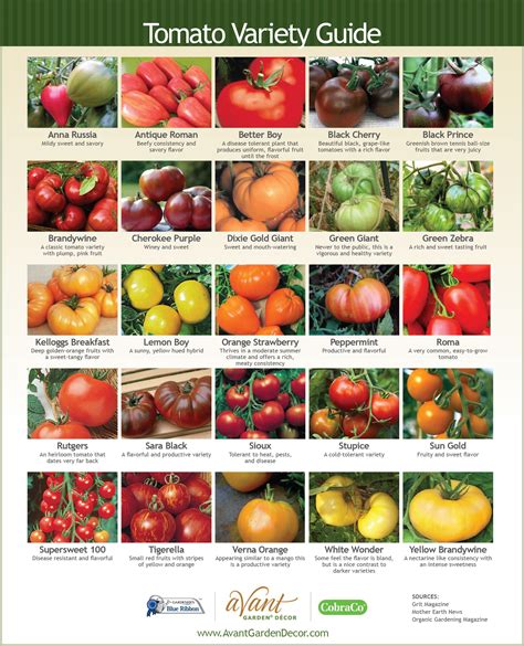 Tomato Variety Guide Avant Garden Decor Types Of Tomatoes Best