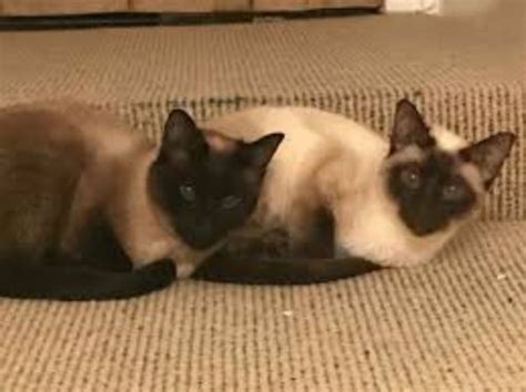 The classic cat is more energized then the other two, as well. Traditional Siamese vs Ojos Azules - Breed Comparison