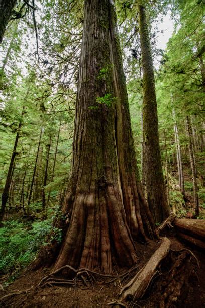 Western Red Cedar Stock Photos Pictures And Royalty Free Images Istock