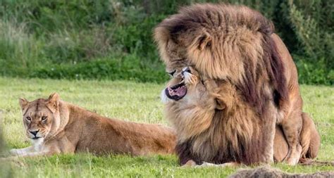 Fotógrafo Registra Momento Em Que Leões Tentam Se Acasalar Fotos