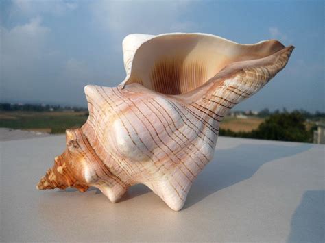 Search trucks and trailers by manufacturer, model, category and more at truckpaper.com. HappyKiss Natural winding conch shells decorate wedding ...
