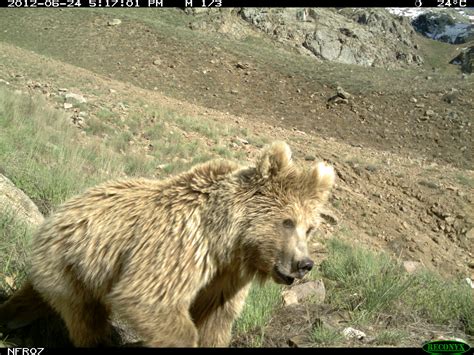 Why Does Protecting Bears Help Snow Leopards? - Snow Leopard Trust