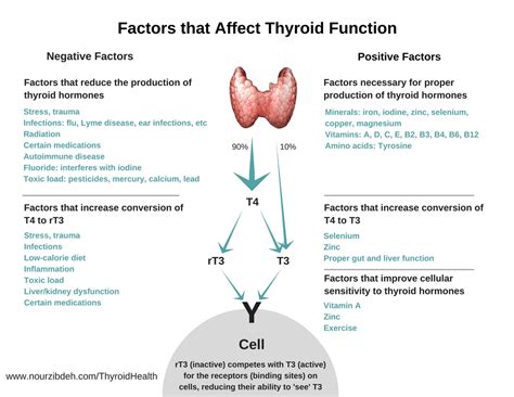 Factors That Affect Thyroid Function Nour Zibdeh