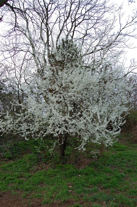 Trees Planet Prunus Spinosa Blackthorn Sloe