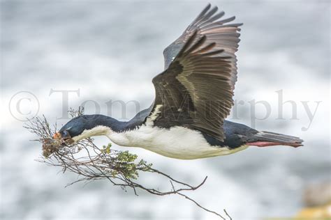 Blue Eyed Shag Flying Tom Murphy Photography