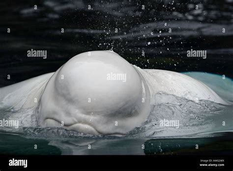Adult Beluga Whales Delphinapterus Leucas Hi Res Stock Photography And