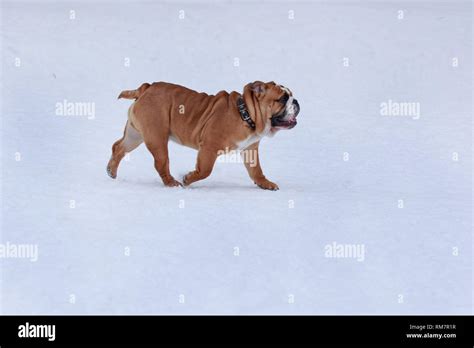 Cute British Bulldog Is Running In White Snow Pet Animals Purebred