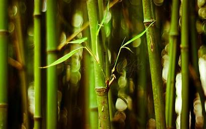 Bamboo Desktop Wallpapers Growing Forest Tips Grass