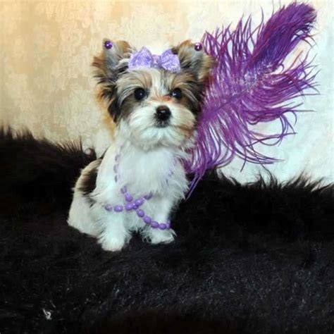 Our yorkies come in different sizes and colors. Little Annie - Female Parti Yorkie. For more Information ...
