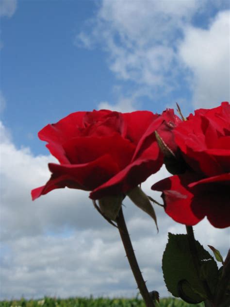 Red Roses In The Sky By Waterwitchgirl On Deviantart