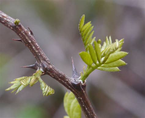 Thorn Trees Identification