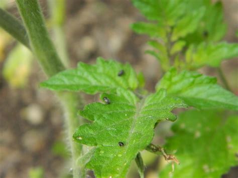 The tomato is the edible berry of the plant solanum lycopersicum, commonly known as a tomato plant. Tiny Black Flies On Tomato Plant | Cromalinsupport