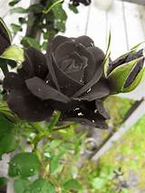 Photos of Black Rose Flower Images