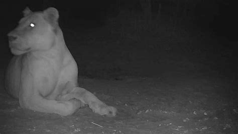 Extinct Lion Spotted In Chads Sena Oura National Park After Almost