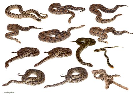 Snakes Clipart Png Images Transparent Image Download Size 2728x1913px