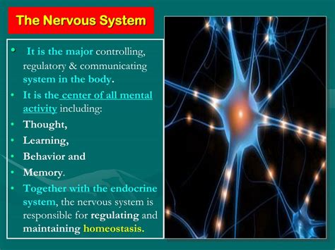 Nervous System Ppt Template Free Download Printable Templates
