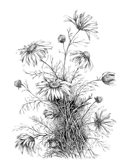 Chamomile Art Prints Daisy Drawing Wildflower Art Etsy