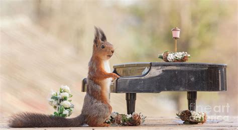Red Squirrel Playing On A Piano Photograph By Geert Weggen Pixels