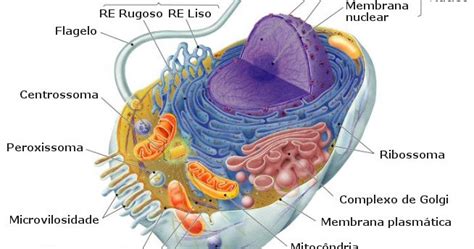 La Celula ¿que Es La Celula