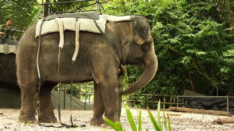 Biggest Asian Elephant In Singapore Zoo Youtube