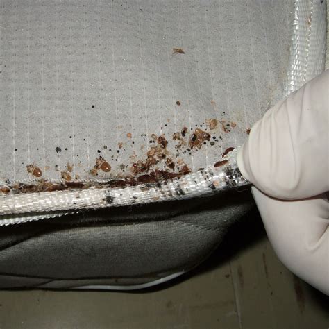 Logique Répondre Erreur How To Spot Bed Bugs On Mattress Occidental