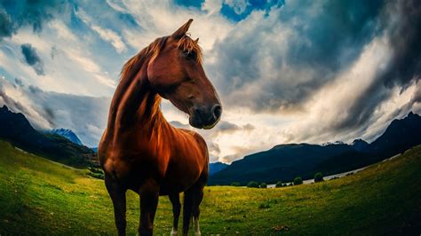 Animal Horse 4k Ultra Hd Wallpaper