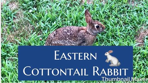 Eastern Cottontail Rabbit Sylvìlagus Floridanus Youtube