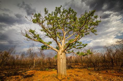 Boab Tree Adansonia Gregorii Australia Stock Image C0388206