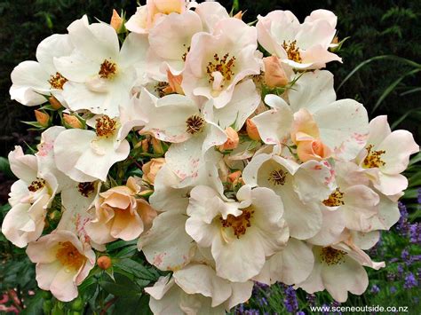 Maybe you would like to learn more about one of these? About Garden Design - Rosa 'Sally Holmes'