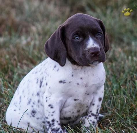 Lancaster puppies has german shorthaired pointer mix puppies for sale. #GermanShorthairedPointer #BuckeyePuppies #Puppies #Pups # ...