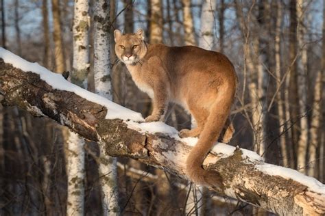 Are There Wild Cats In Mississippi What To Know Hepper