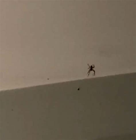 Check spelling or type a new query. Horrifying moment student spots dozens of baby spiders on ...