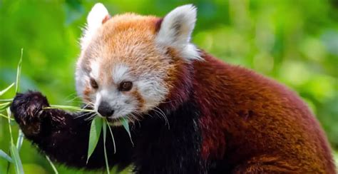800 Red Panda Names Cute And Unique Red Panda Name