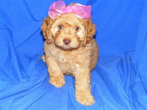 This breed is eager to please, vigorous, and friendly, making him a popular choice as a companion. COCKAPOO PUPPIES FOR SALE